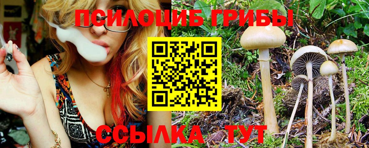 Вольск  Галлюциногенные грибы Psilocybine cubensis  купить наркотики сайты  Вход с VPN 